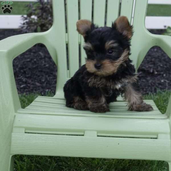 Milky Way, Yorkie Puppy